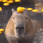 izu-shaboten-animal-park-capybara.gif